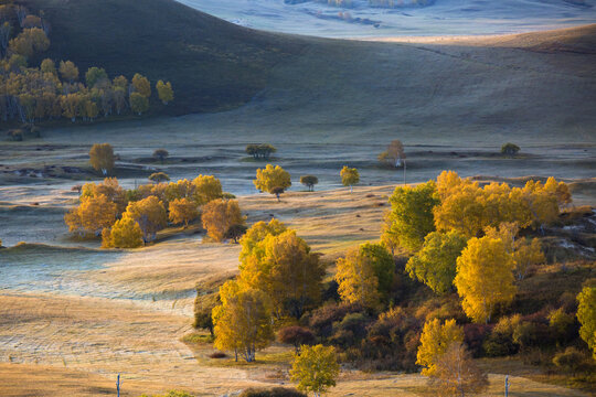 Golden Autumn in Bashang Prairie