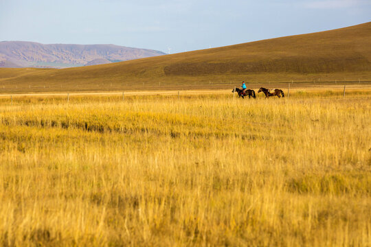 Wrangler ride horse on Golden grassland in Autumn in Bashang Prairie