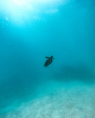 scuba diver and turtle