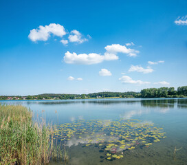 Obraz na płótnie Canvas group of water lilies at lake Seeoner See, tourist destination Chiemgau, upper bavaria