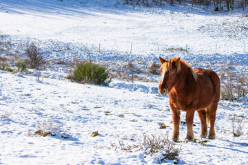 wild horse posing on snowy mountain slope
