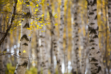 birches with yellow leaves with Blurred background