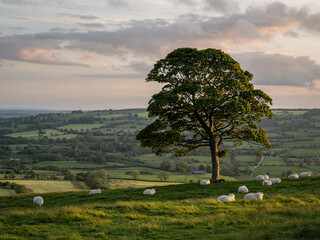 Sheep, and lambs grazing under a lone tree at sunset on The Roaches in the Peak District National...