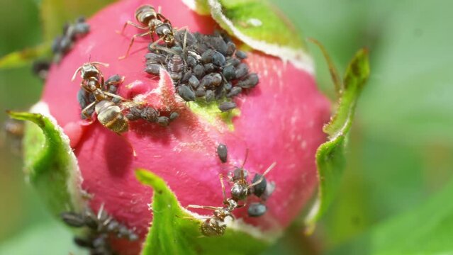 ants and aphids relationship; aphids on pink rose bud produce a sugary food for the ants - hd