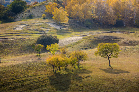 Golden Autumn in Bashang Prairie