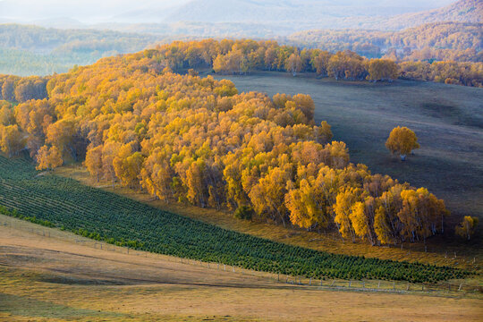 Golden Autumn in Bashang Prairie