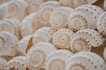 Wall decorated with scallop shells in a row - obrazy, fototapety, plakaty