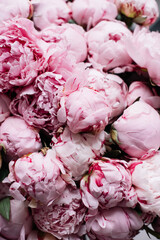 Beautiful blossoming pink Sarah Bernhardt peony bunch close up texture