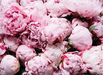 Beautiful blossoming pink Sarah Bernhardt peony bunch close up texture - 507767592