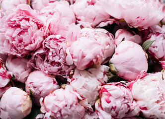 Beautiful blossoming pink Sarah Bernhardt peony bunch close up texture