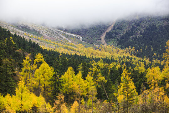 Yellow leave trees and distant snow mountains in the cloud