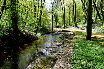 A view of a small stream flowing through a dense forest or moor with both its coast being covered with grass, reeds, and other herbs spotted on a sunny summer day on a Polish countryside