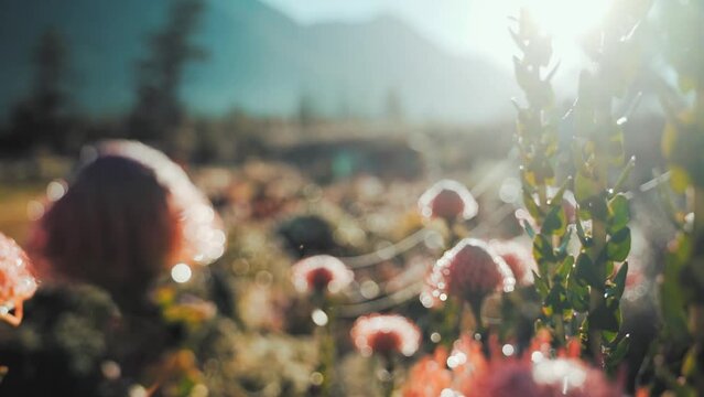 Multiple shrubs of exotic african flowers Proteaceae Leucospermum vestitum under beautiful sunlight.