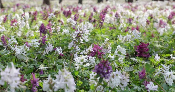 4k video. The corydalis flower in a forest in spring season in a windy day.