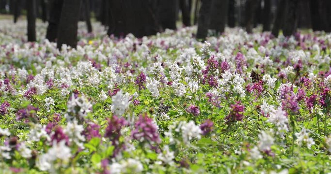 4k video. The corydalis flower in a forest in spring season in a windy day.