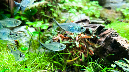 Flock of Costae Tetra (Moenkhausia costaea) in the green aquarium with plants, stones and wood.