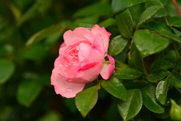 Flower - Fleurs - Rose