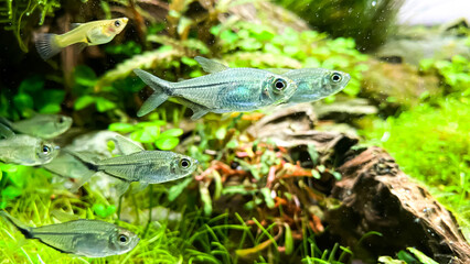Flock of Costae Tetra (Moenkhausia costaea) in the green aquarium with plants, stones and wood.