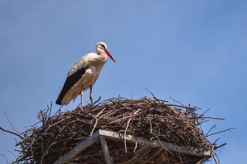 Early spring scene. Storks in a nest with a blue sky in the background.