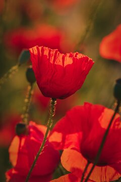 Beautiful spring floral background. Red poppies in green grass. Photo in shallow depth of field.