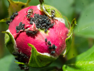 ants milking aphids honeydew on rose bud