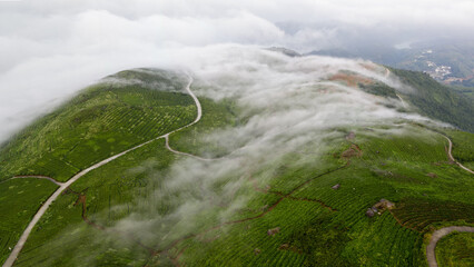 Heavenly lake tea rhyme