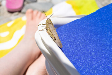 Langosta voladora sobre nevera de playa. Schistocerca cancellata. Saltamontes. 