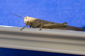 Saltamontes, Caelifera, Orthoptera. Langosta voladora.