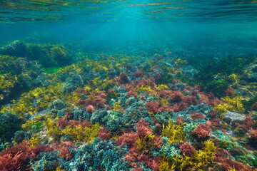 Fototapeta na wymiar Colorful algae underwater below water surface in the ocean, Atlantic seaweeds, Spain