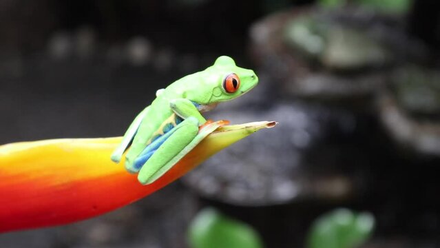 A red-eyed frog sitting on an orange leaf waiting for the perfect moment to jump to the next place. Water running in the background. Colorful and exotic wildlife scene.

