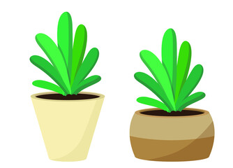 Succulent. Houseplants in pots. Illustrations of indoor plants in pots.