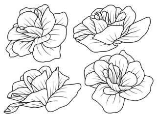 Hand drawing and sketch flower with line art illustration.	