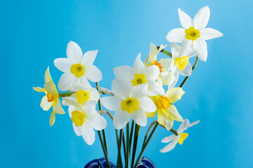 White and yellow daffodils on a blue background. Flower with orange center. Spring flowers. A simple daffodil bud. Narcissus bouquet. Floral concept.