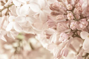 Pale pink beige neutral color little lilac flowers and closed buds on blur floral background for...