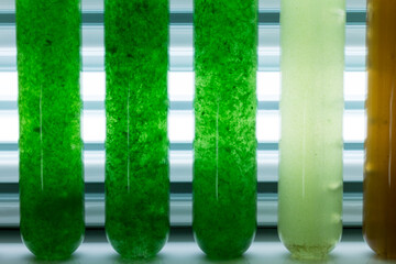 Investigación sobre microalgas en laboratorio - obrazy, fototapety, plakaty