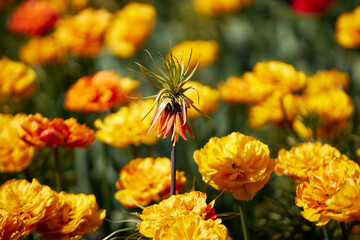 red and yellow flowers
