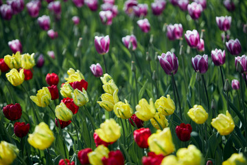 field of tulips