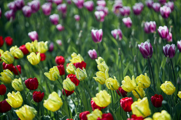 field of tulips