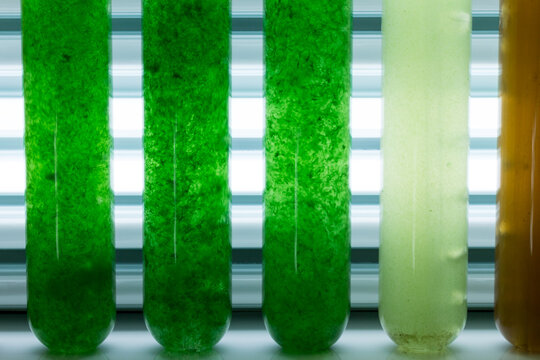 Investigación sobre microalgas en laboratorio