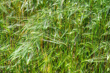 Cultivated wheat field and ears of wheat photographed up close.
