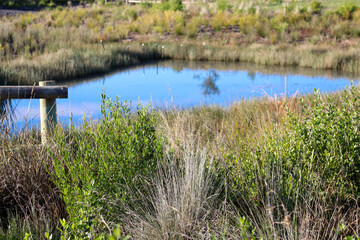 wetlands with water reflecting blue sky