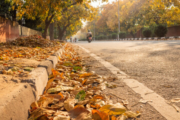 Roads of Chandigarh in the Fall