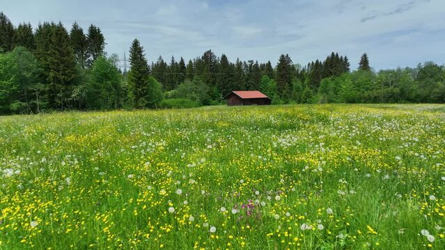 Bl&uuml;hende Wiese mit L&ouml;wenzahn im fr&uuml;hlingshaften Allg&auml;u im Drohnenflug