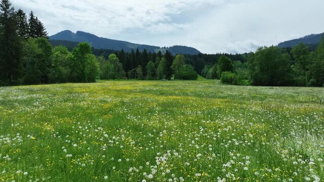 Bl&uuml;hende Wiese mit L&ouml;wenzahn im fr&uuml;hlingshaften Allg&auml;u im Drohnenflug
