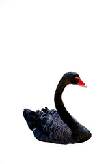 Close-up of a beautiful black swan. Wildlife art for prints and decorations. Artistic portrait of a...