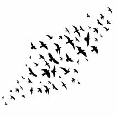 silhouette of a flying bird on a white background, isolated, vector
