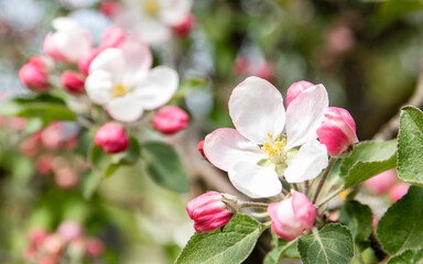 Blossom of apple in white and pink color, early spring
