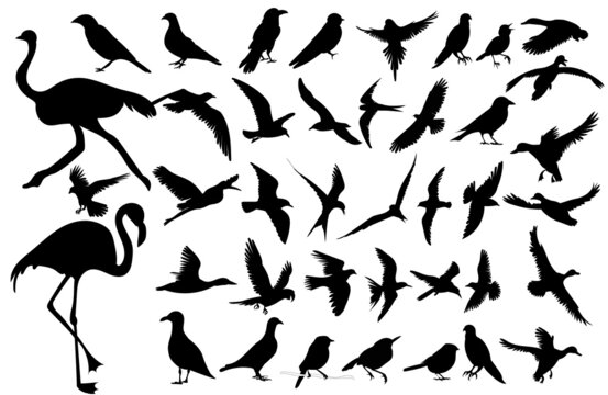 birds silhouette big set on white background, isolated, vector