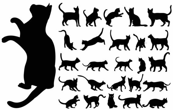 cats silhouette big set on white background, isolated, vector