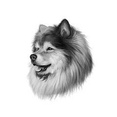 Finnish Lapphund, Finnish Lapponian Dog, Lapinkoira, Suomenlapinkoira dog digital art illustration isolated on white background. Finland origin working dog. Pet hand drawn portrait. Graphic clip art.